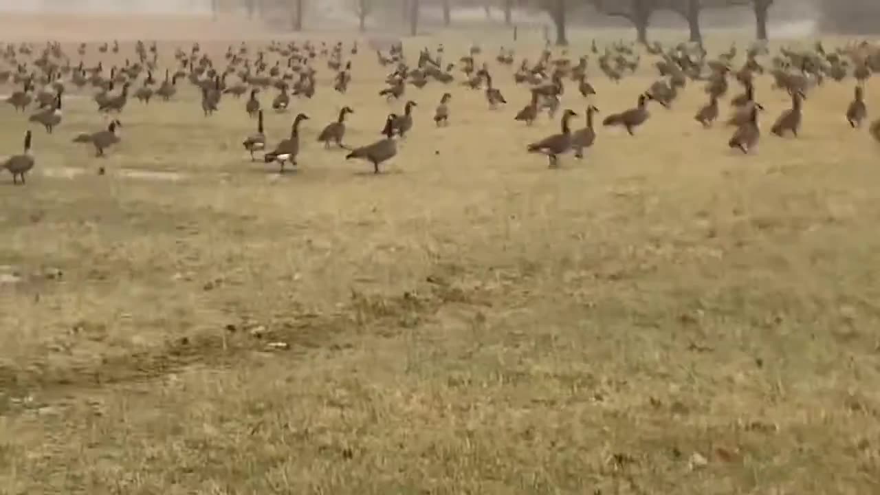 Geese