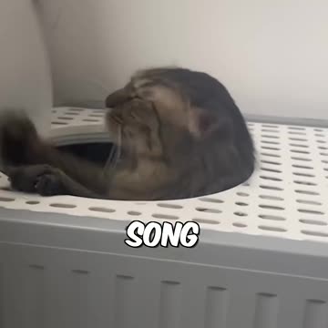 Funny Dogs, Cats and Animals Videos TRY Not to Laugh! # 67!