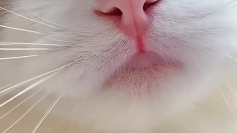 Little cat meme & cute (tiktok video)