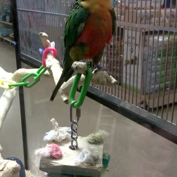 Beautiful bird has amazing dance moves