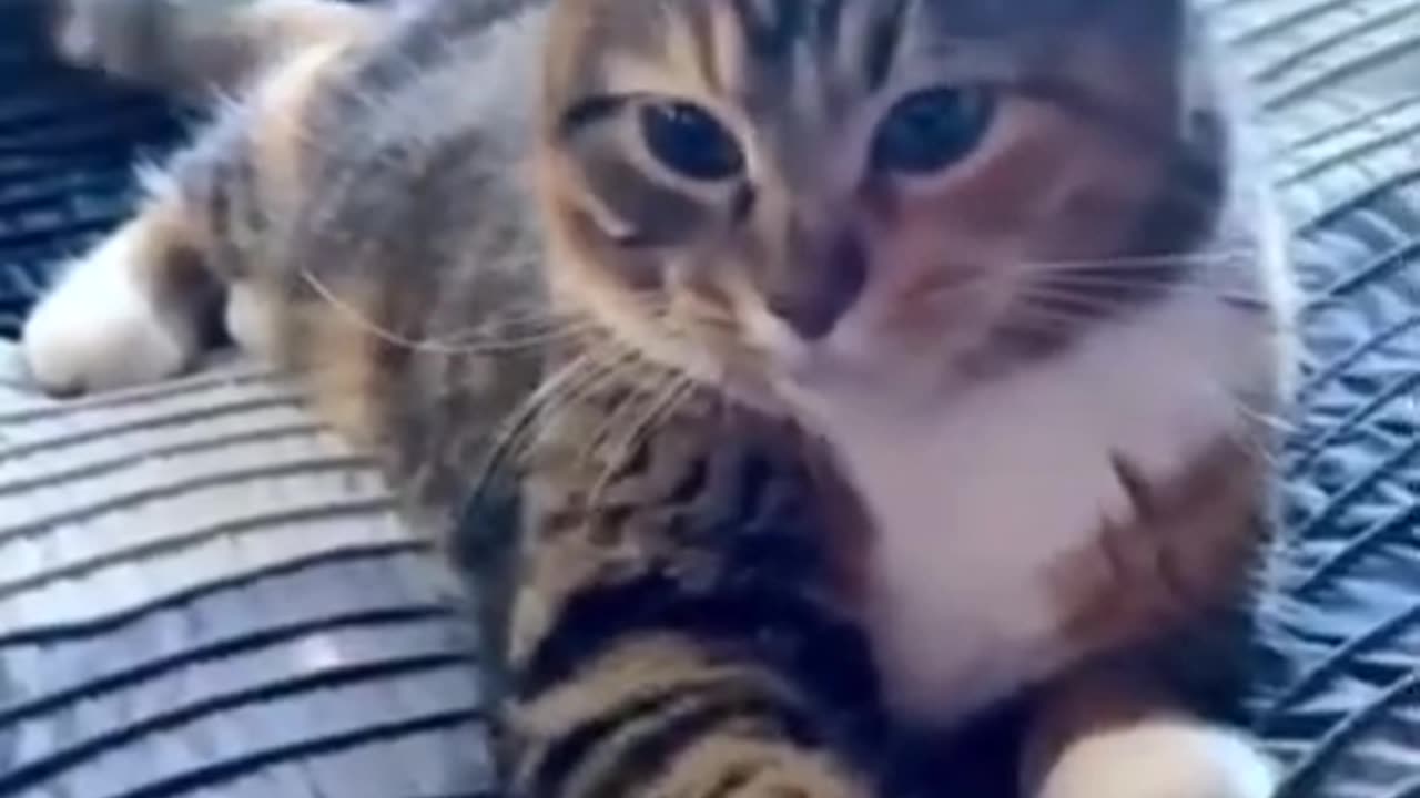 Funny And Cute Animals Short #111