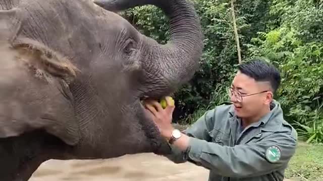 Real Elephant​​ | Animals Videos life activities and Fun man at the end clip |SVS Animals World