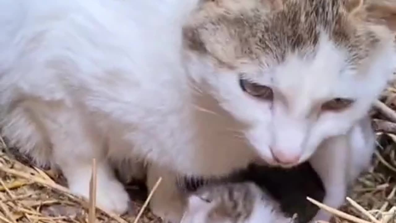 "Nurturing Love: A Mother-Cat's Devotion to Her Kittens"