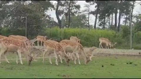 AFRICAN LION SAFARI