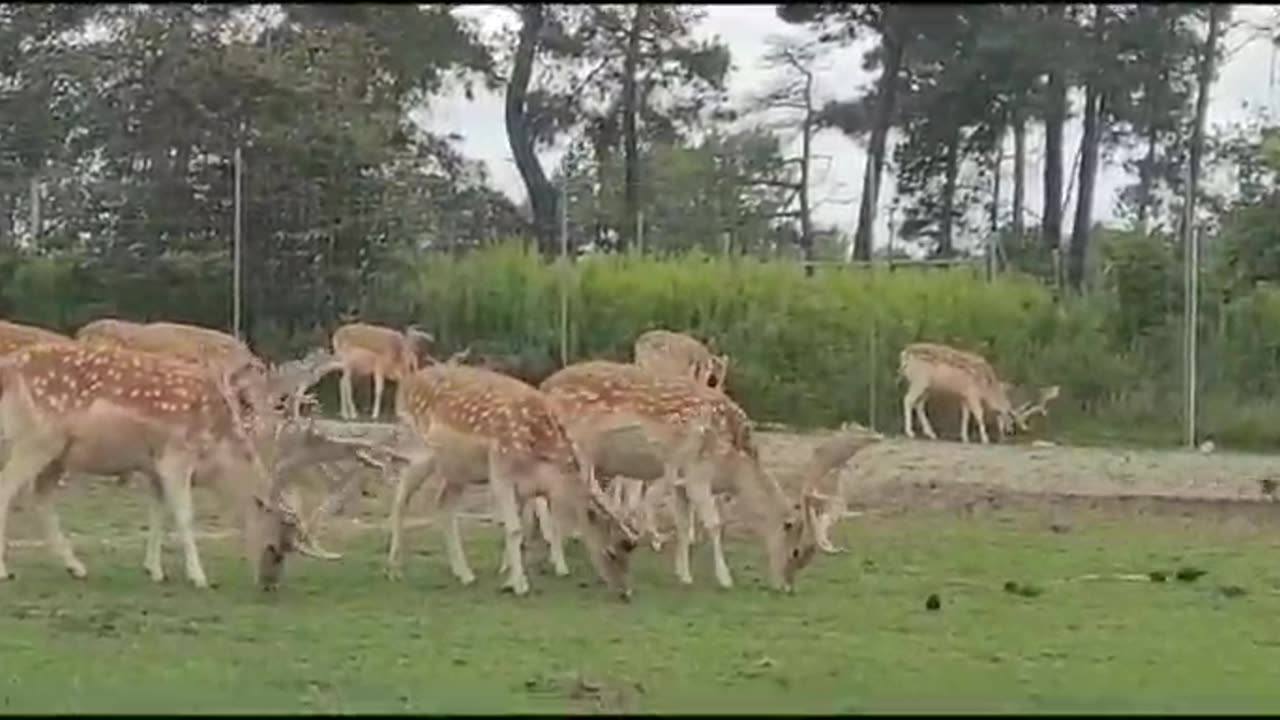 AFRICAN LION SAFARI