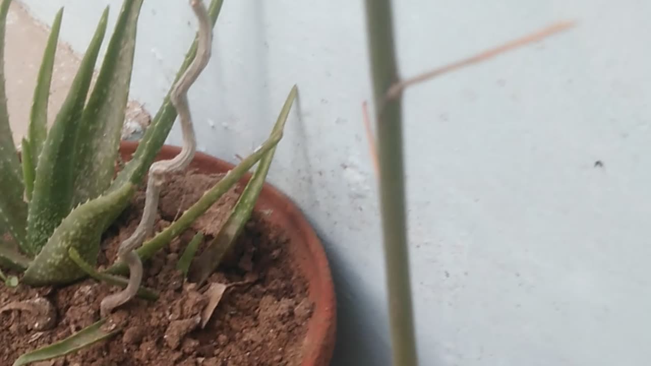 How much do I need to get a free one of the best