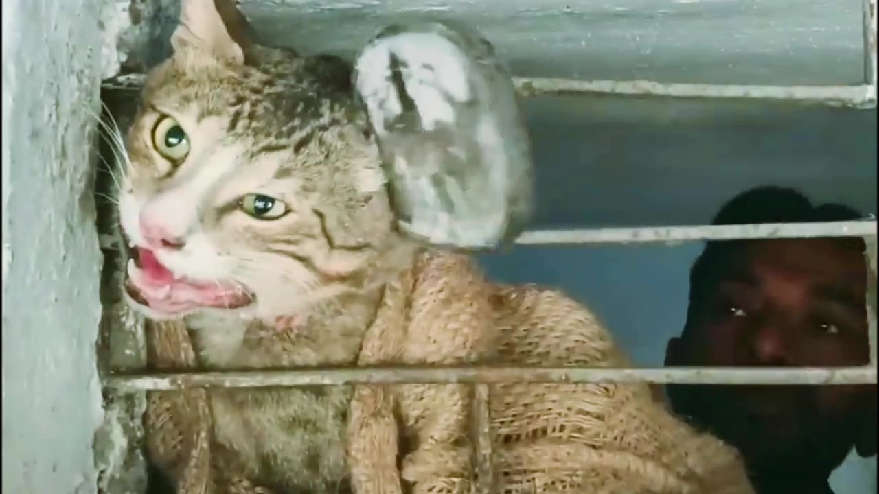 The Cat's Head Trapped In Metal Shop Window