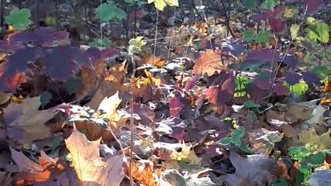 Polymerfasern im Herbstwald