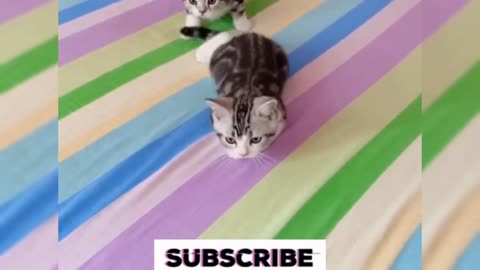 Funniest cat unbelievable doing same actions😻😹