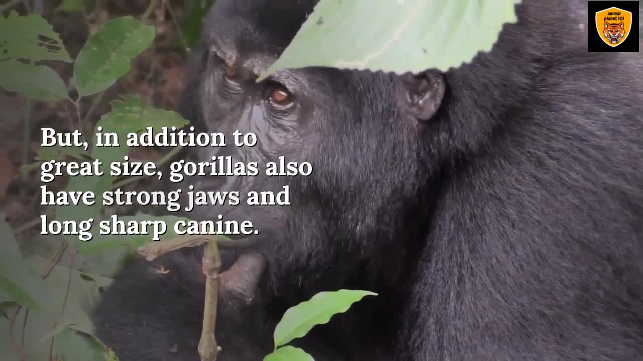 Top 10 Most Powerful Animal Bites In The World