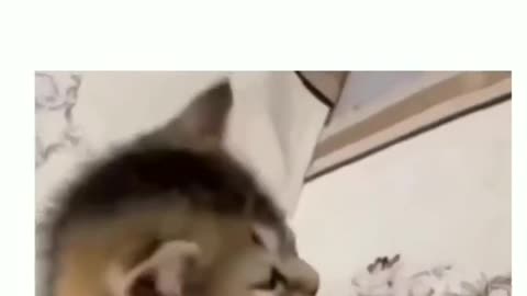 cutecat #viral #foryou #😂😂😂 #funny be#viral