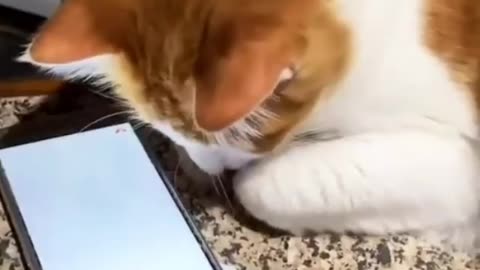 FUNNY cat's 🤣 cat watching mobile 😆🤣