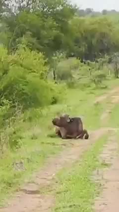 Sometimes, lions can find