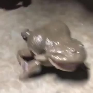 Sounds is a baby funny video