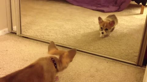 Welsh Corgi Mocha's First Mirror Reflection