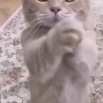 Funniest Videos 2023 😂 Funny Cats 🐱 #cute #cat #short #24