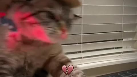 Cat and dog dance is very funny