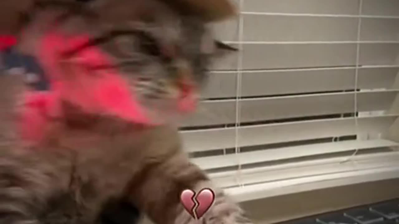 Cat and dog dance is very funny