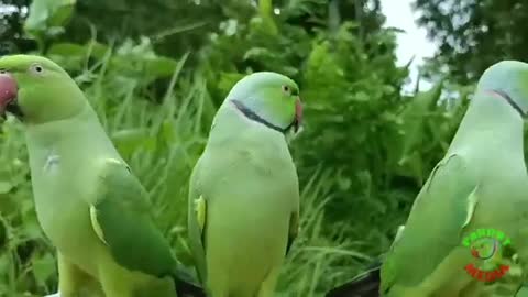 Parrot natural video