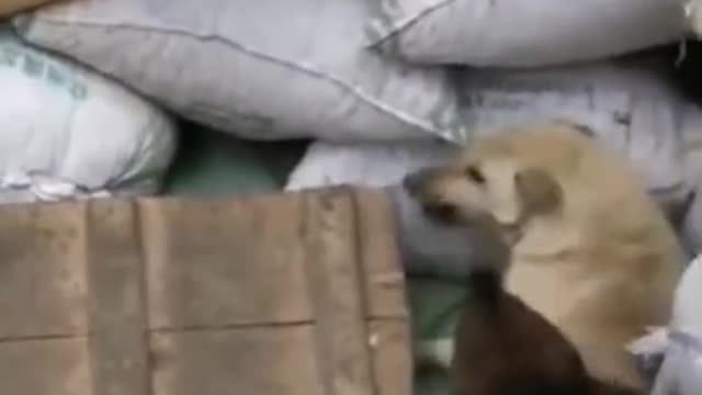 Ang tapang naman talaga ni Bunso 🐔🐕🦺🤪