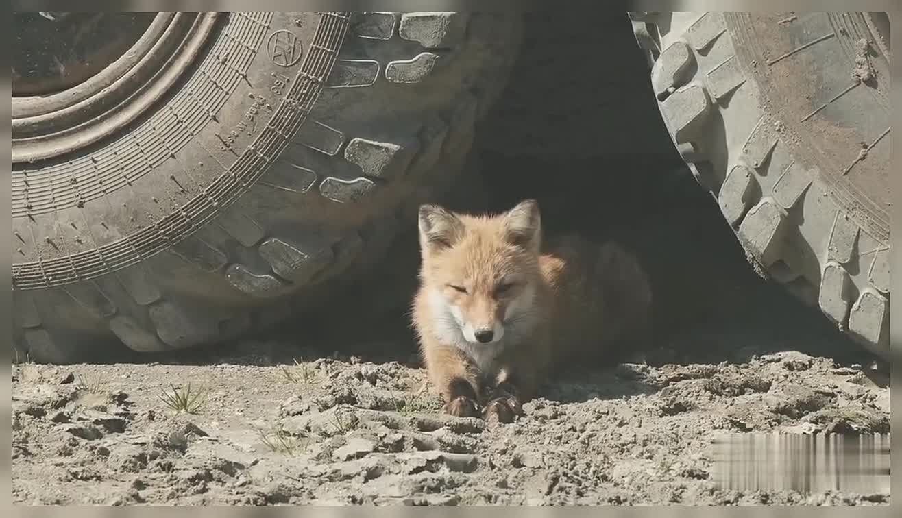 Fox Red Fox Lying Between Truck Tyres Red Fox Lying Fox Wild Animals Nature Fox