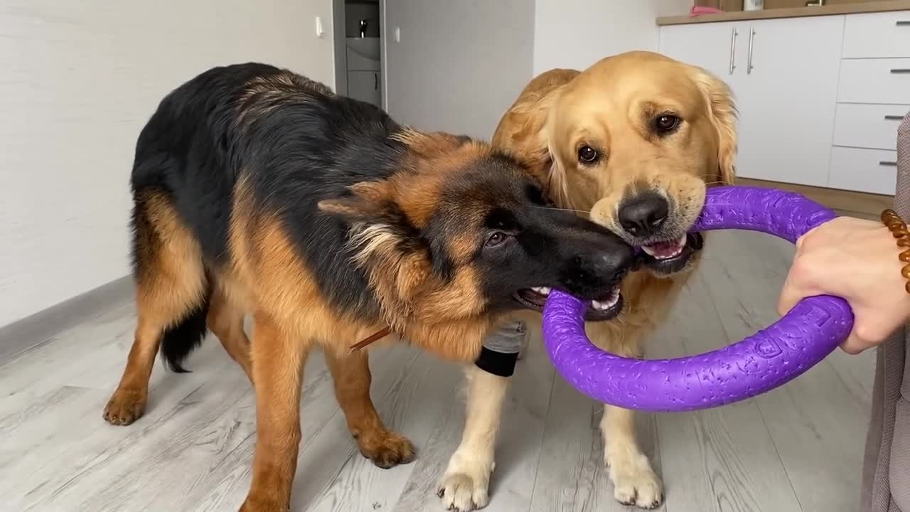 Stubborn German Shepherd Puppy Refuses To Give Up on His Toy