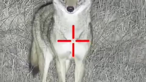 Coyotes Hunting || Wild Animals Hunting Prt.8