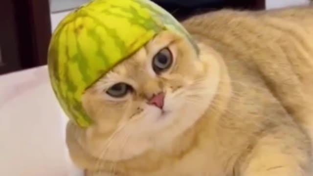 Funny pet videos 🤣🤣🤣