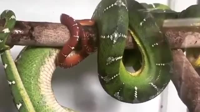 Baby snake and mother