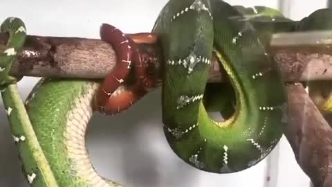 Baby snake and mother