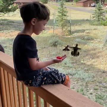 Shorts - Feeding The Birds..