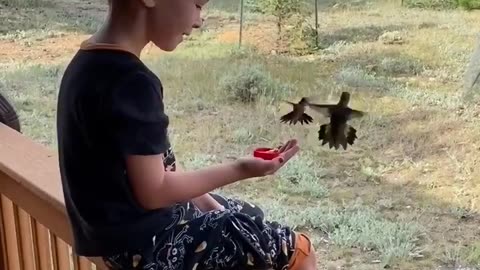 Shorts - Feeding The Birds..