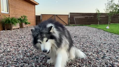 FUNNY DOGS 🐕