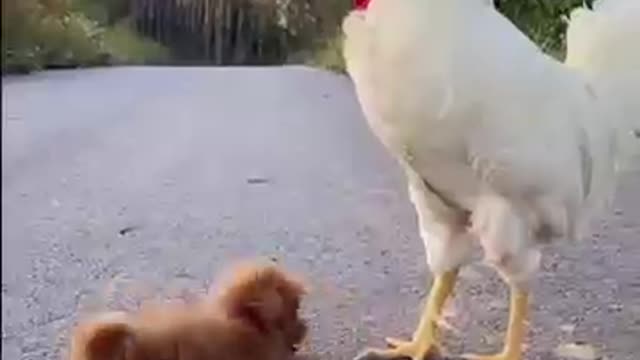 Chicken Play Football Then Play with Puppy #shorts