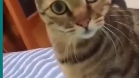 Cat and dogs fighting very funny