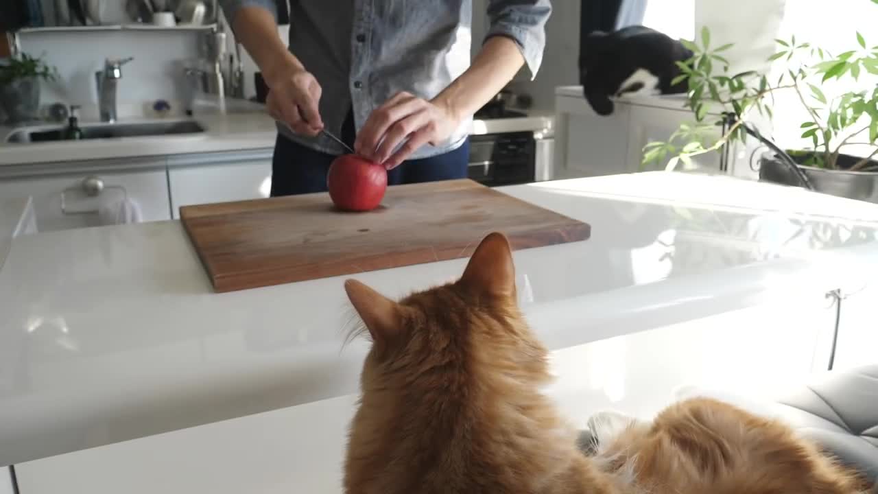 How I Trained My Cats