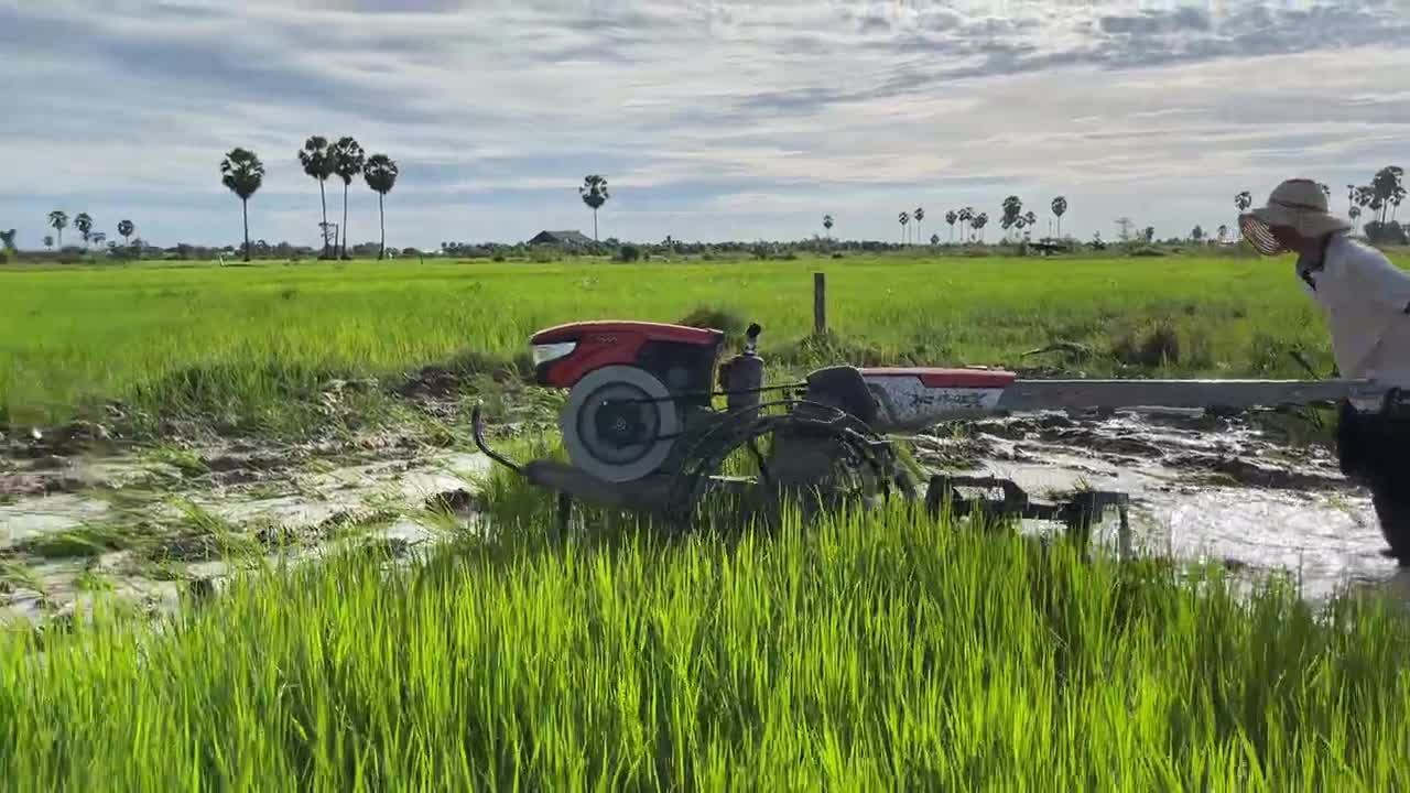 Tractor Plowed Rice Discard