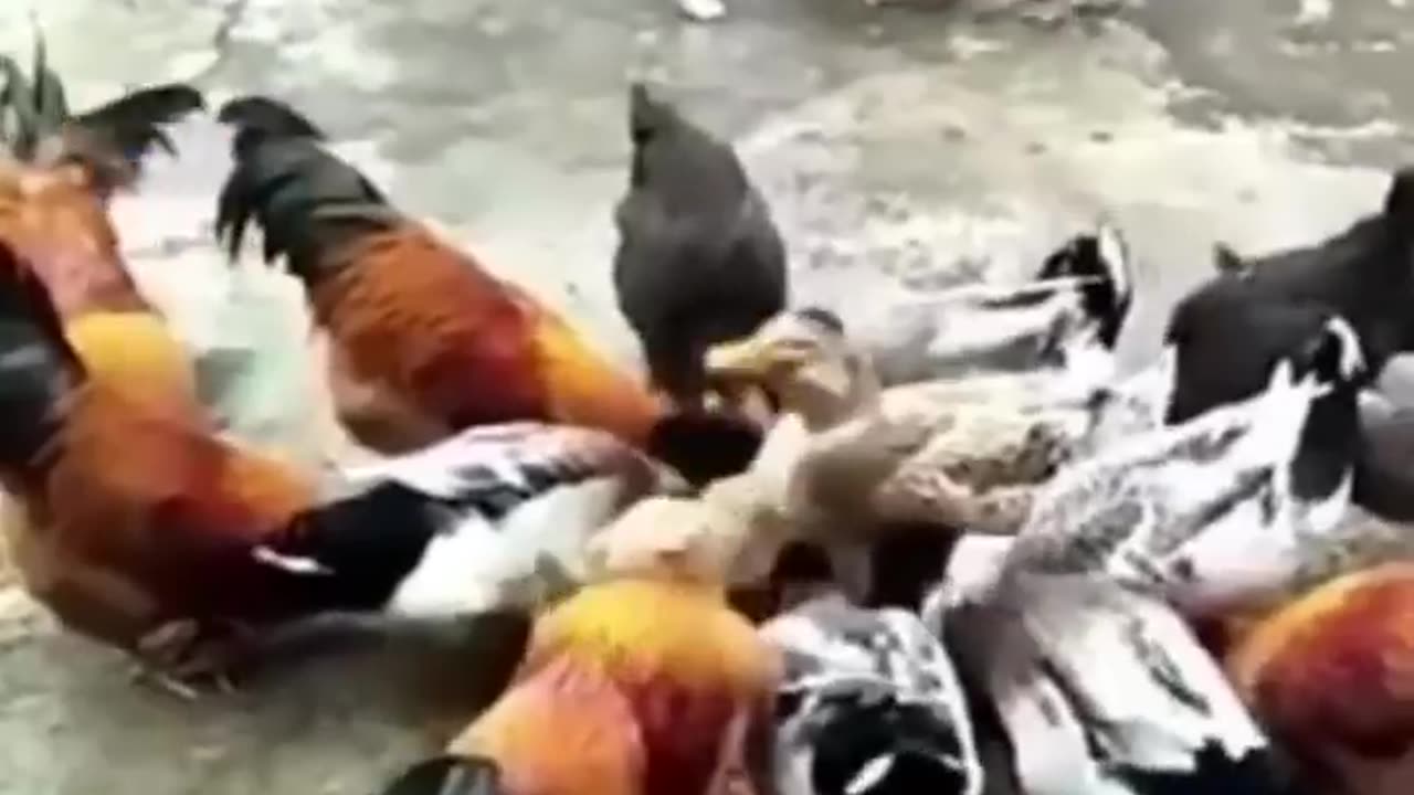 Funny Dogs Vs Chicken compilation 2023