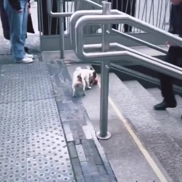 This dog knows how to have fun