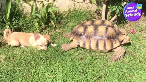 Cutest valentine's Day Duo : Dog tortoise share watermelon