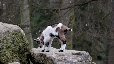 Goat cub small cute rock