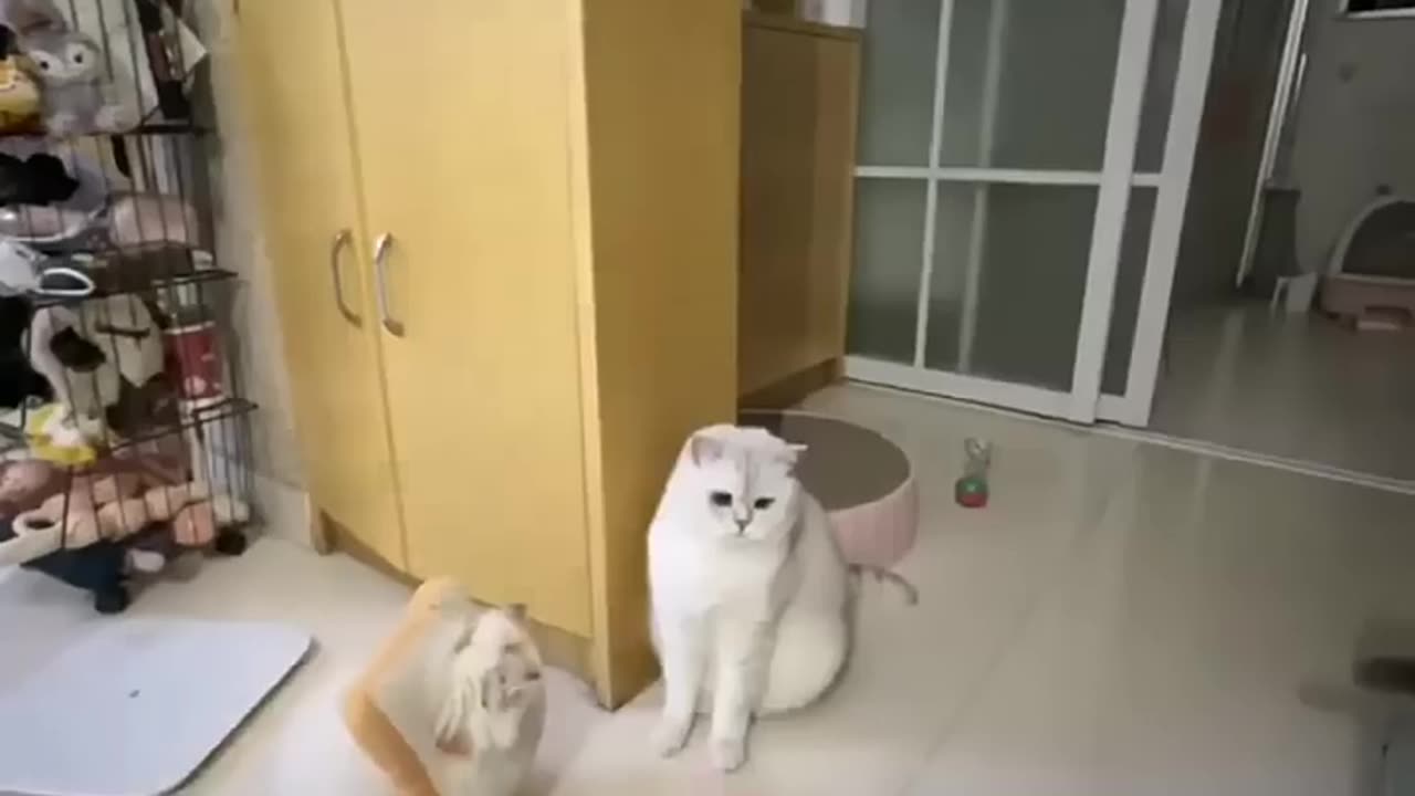 funny and cute cats #shortvideo #shorts