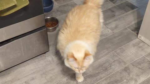 The big white cat