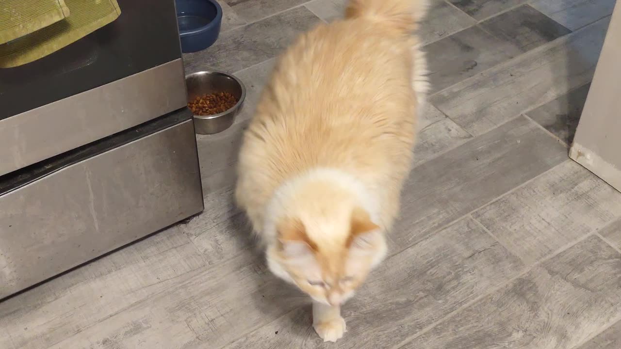 The big white cat