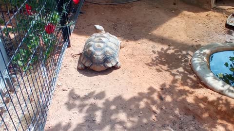 HUGE FAT TORTOISE TRYING TO ESCAPE AFTER TORTOISE STEALS HIS FOOD SPIKE GOES CRAZY-2