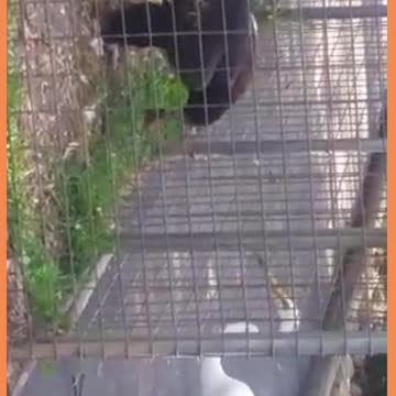 eagle makes trap for heron - águia faz armadilha para garça