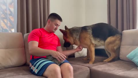 How a German Shepherd and a Kitten Became Friends-13