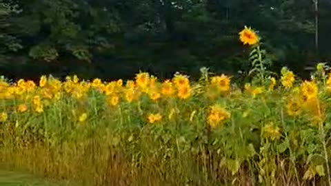 Sunflower Serenade: Roadside Radiance