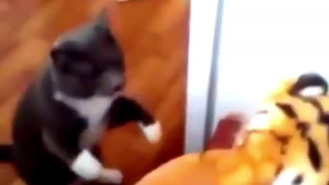 Boxing master cat