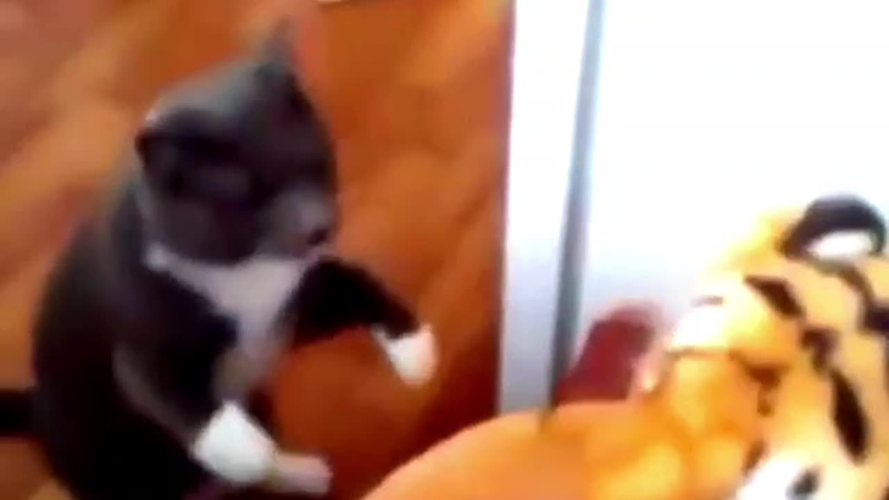 Boxing master cat